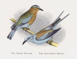 De Indische Roller, De Abessijnse Roller door Alexander Francis Lydon